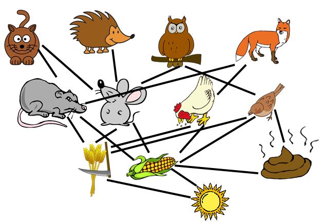 voedselweb